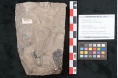Foto (Objekt + Etikett) von Quercus naumanni Ettingshausen (NHMW-GEO-2024-0188-7969)